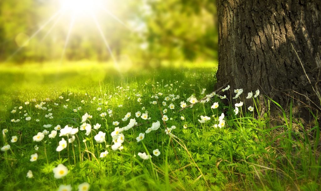 Texas Spring Pollen Rise In Grass Pollen Recorded for Round Rock, Texas. Should You Be ...